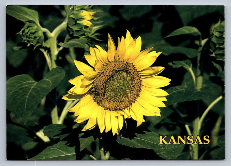 Sunflower postcard with yellow bloom and Kansas text on green foliage