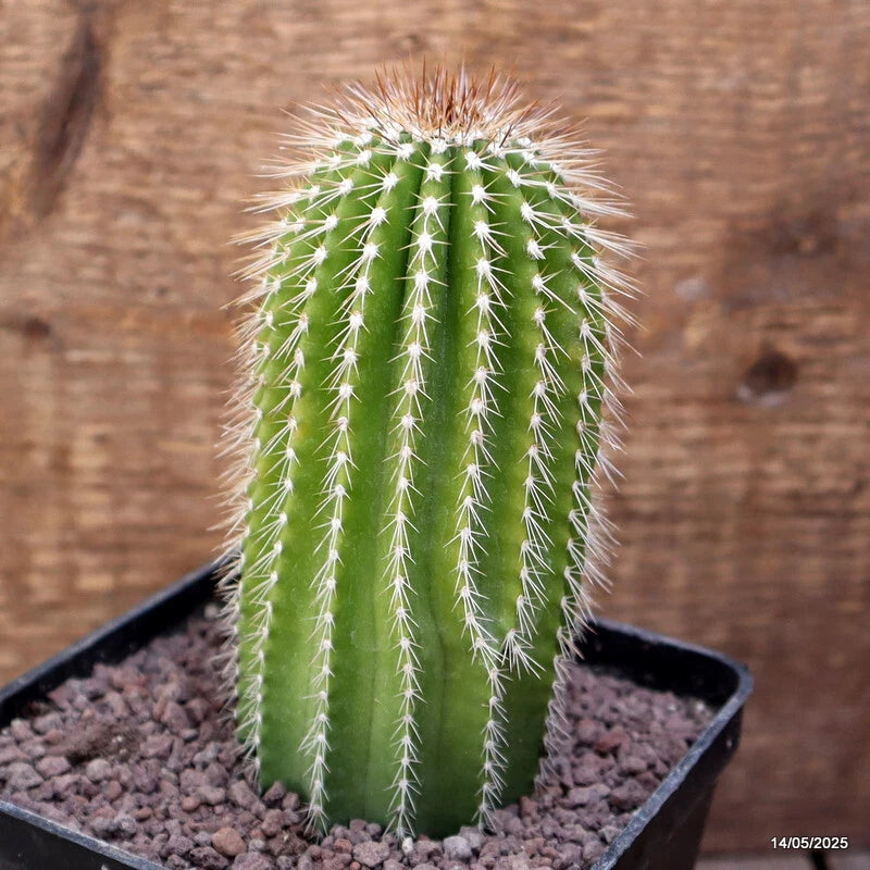 D4110 NEOBUXBAUMIA POLYLOPHA pot10-H12-W6 cm MaMa Cactus Green Plant