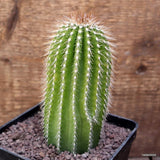 D4110 NEOBUXBAUMIA POLYLOPHA pot10-H12-W6 cm MaMa Cactus Green Plant