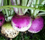 PURPLE TOP TURNIP SEEDS 1000+ VEGETABLE garden Culinary SOUP stew FREE SHIPPING Garden Plants