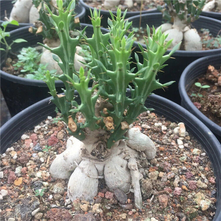 Euphorbia succulent cactus plant with green branching stems and pale gray base in pot