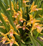 Maxillaria tenuifolia 'Yamada' AM.AOS (Yellow form)Aka the Coconut Orchid. Orchids