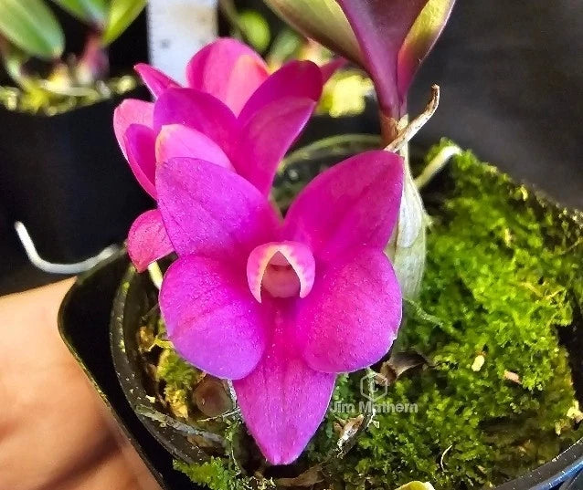 Pink Dendrobium orchid flower cluster in a mossy pot