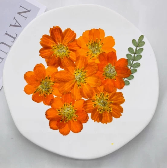 Orange pressed cosmos flower set with green leaves
