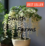 15+ Seeds WHITE WEEPING JASMINE Flowers Easy to Grow Garden Tree Garden Plants