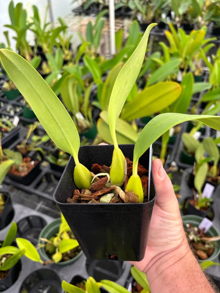 Saurosephalum orchid bulb plant in black pot with green leaves and bulb bases