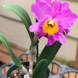 (639)  Rlc.Kyoko Minaini  'Volcano Pink'    MS   Fragrant Orchids