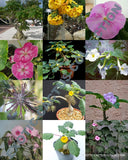 RARE UNCARINA variety MIX, magadascar caudex succulent desert bonsai  5 seeds Garden Plants