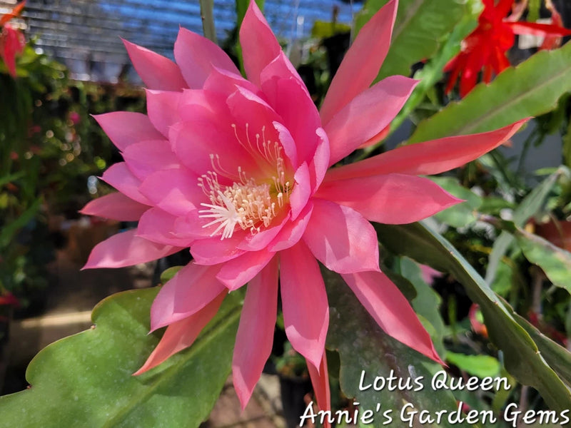 Lotus Queen orchid cactus blossom with bright pink petals and green pads