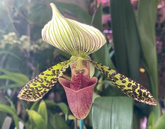 Paphiopedilum orchid with yellow green sepals, dark speckled petals, and pink pouch