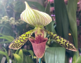 Paphiopedilum orchid with yellow green sepals, dark speckled petals, and pink pouch