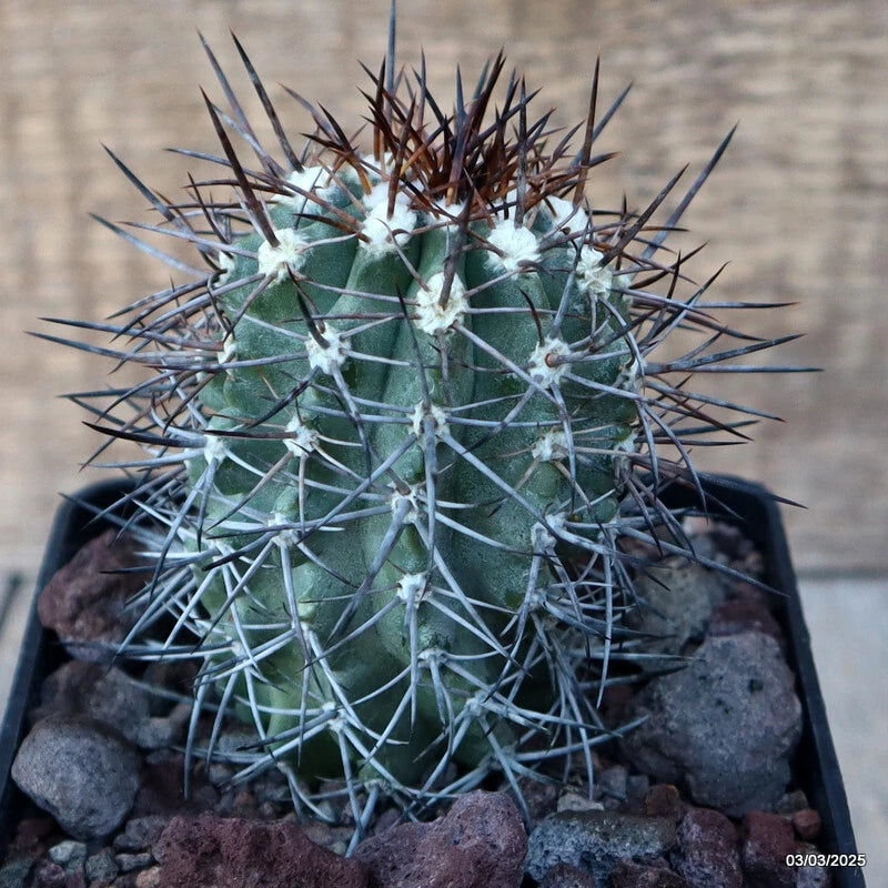 D3559 COPIAPOA DOMEYKOENSIS pot10-H9-W6 cm MaMa Cactus Green Plant