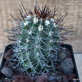 D3559 COPIAPOA DOMEYKOENSIS pot10-H9-W6 cm MaMa Cactus Green Plant