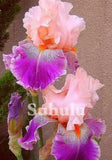 20 SEEDS for Pink/Purple IRIS rare flower exotic bloom garden plant USA Seller Garden Plants