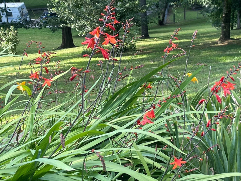 Orange crocosmia flowers with green swordlike leaves