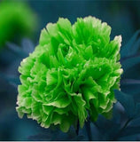 20 SEEDS for Light Green PEONIES rare blossom flowering exotic plant USA Seller Peony