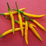 25 + seeds Thai Yellow hot pepper garden planting spicy food Garden Plants