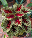 25+ Dragons Blood Coleus Seeds for Garden Planting - USA - FREE SHIPPING! Garden Plants