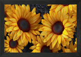 Sunflower Bloom on Dark Textured Ba Framed Wall Art Poster Canvas Print Picture Sunflower