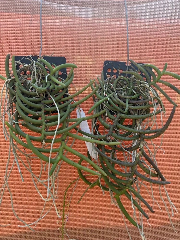 Orchid plant with long green vine-like stems and tangled roots