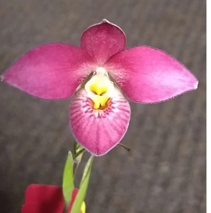 Pink and magenta orchid bloom with yellow center and fringed lip