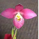 Phragmipedium . Ackers Rose Orchids