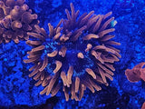 ___ Black Widow Pink Bubble Tip Anemone (BTA) Anemone