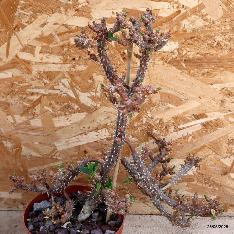D2451 EUPHORBIA DURANII pot20-H43-W46 cm MaMa Cactus Green Plant