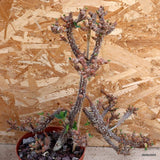 D2451 EUPHORBIA DURANII pot20-H43-W46 cm MaMa Cactus Green Plant