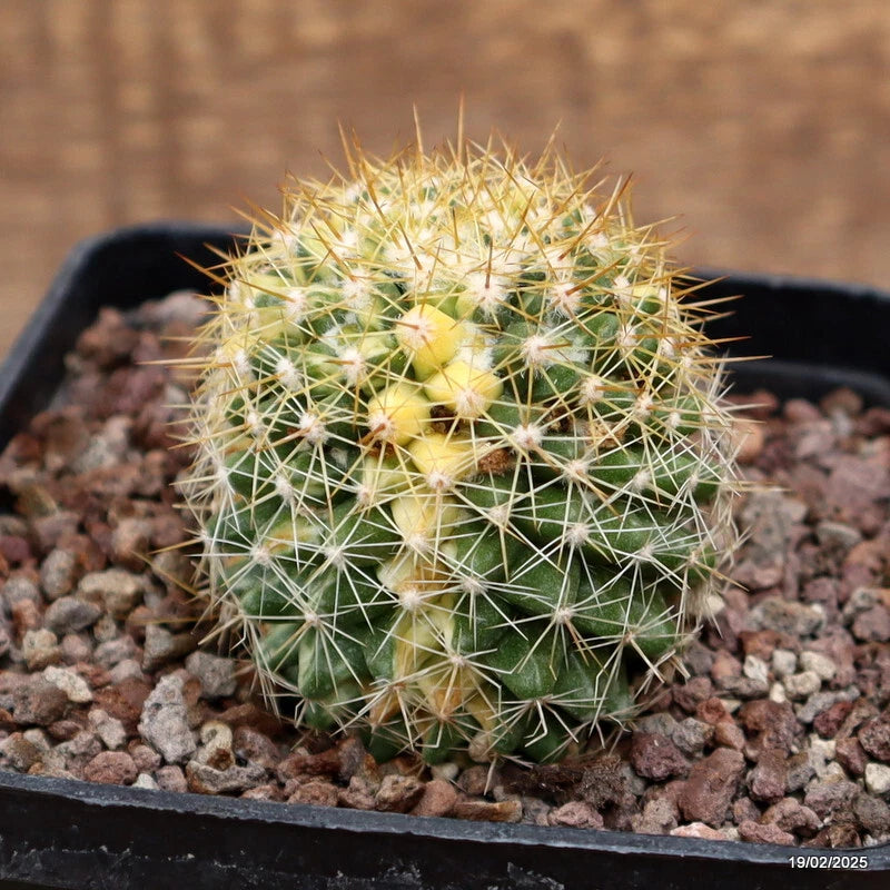 Variegated Mammillaria cactus with spines and green-yellow pattern in small pot