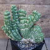 D3086 EULYCHNIA CASTANEA CRESTED pot12-H18-W19 cm MaMa Cactus Green Plant