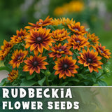 Honeyfire Rudbeckia Seeds 125+ Seeds Annual Flower Seeds Garden Garden Plants