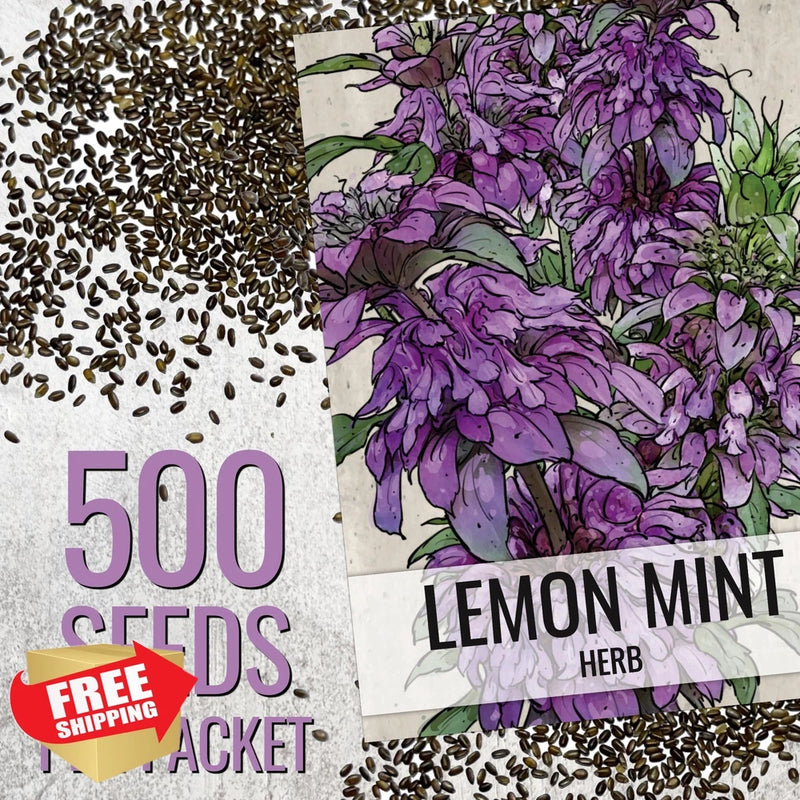Lemon Mint Seeds for Planting Heirloom Monarda Citriodora Herb Garden Garden Plants