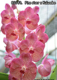 4  Different Vanda  Seedling Package, Orchids VARIATIONS OF PINK Orchids