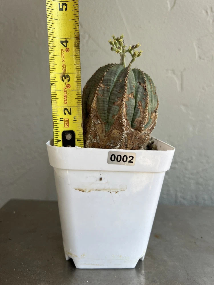 Potted succulent plant with ribbed body in a white plastic square pot, height ruler