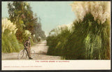 1905 Postcard BICYCLE RIDER California CA PAMPAS GRASS Pampas Grass