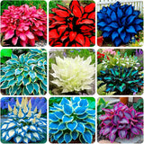 345+ USA PERMIUM Rare Hosta Seed for Planting Outdoors Garden Flowers Garden Plants
