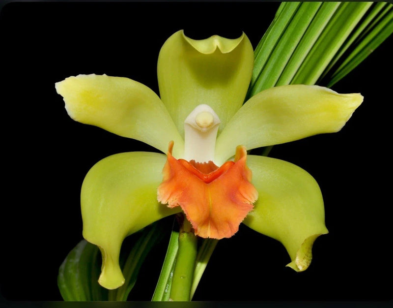 Orchid flower with yellow petals and orange lip on green stems