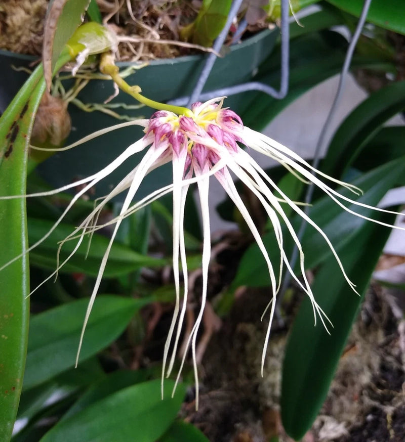 Orchid plant with pink and purple star flower and long white filaments, in pot