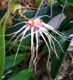 Bulbophyllum Thai orchid plant 4