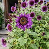 100 Purple Sunflower Seeds Ð Rare Deep Violet Blooms for Garden Beauty Sunflower