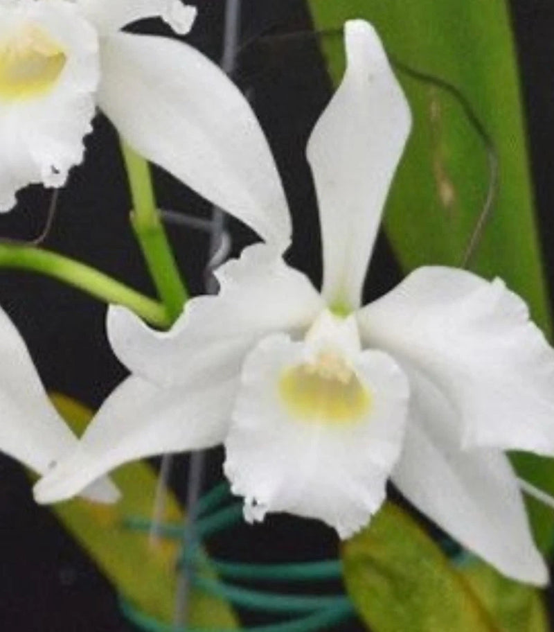 White Cattleya orchid bloom with yellow center, slender green leaves
