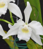 Lovely Fragrant Species - Cattleya purpurata var. alba Orchids