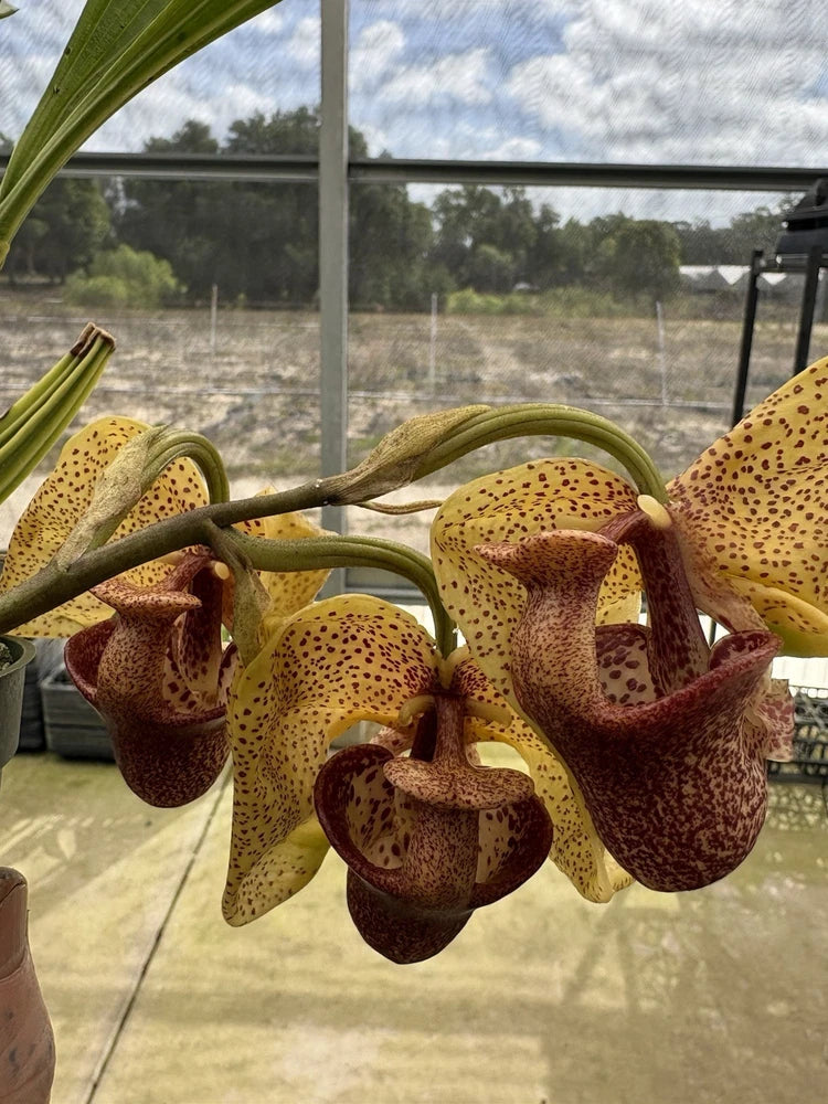 Potted speckled yellow-brown orchid with curved petals and bulbous pouch blooms