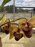 Coryanthes elegantium - Rare Species Orchid - Very Fragrant 4Ó Pot Orchids