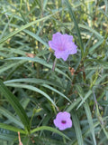 Mexican Petunias Live Roots Purple Color Live Plants 4 Roots Pack Flowering Plants