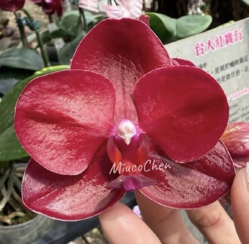 Red Phalaenopsis orchid with large rounded petals and purple center, held in hand