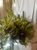 (2 Bulbs set) Orchid Species Bulbophyllum reticulatum ( Seedling ) Orchids