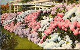 The Seashore's Favorite Flower HYDRANGEAS Bloom 1950 Vintage Linen Postcard B11 Hydrangea
