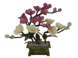 Chinese Jade Colorful Peony Flower Plant Peony
